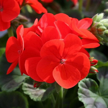 Picture of Geranium - Inspire Scarlet F1
